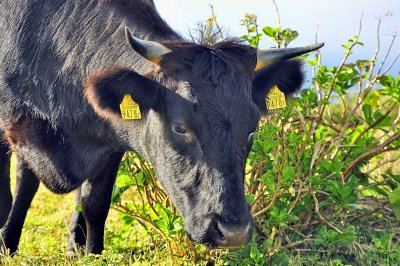 Island Cow