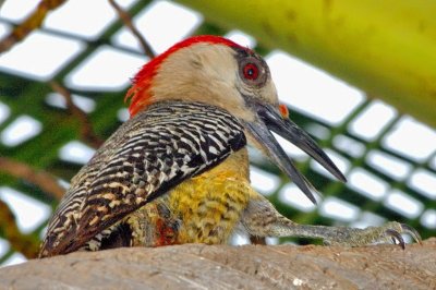Cuban Woodpecker Streching