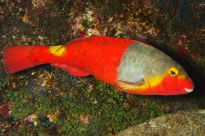 Mediterranean Parrotfish, 'Sparisoma cretense' 