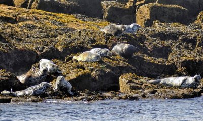 The Marbled Seals Colony