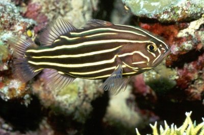 Six Lined Soapfish 'Grammistes sexlineatus' 