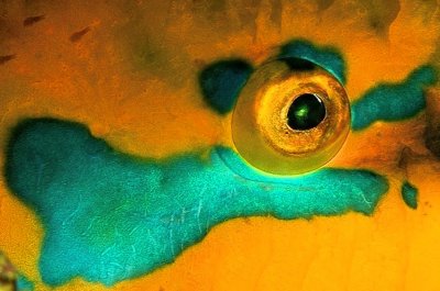 Yellow Parrot's Eye 
