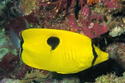 Yellow Teardrop Butterflyfish, 'Chaetodon interruptus'