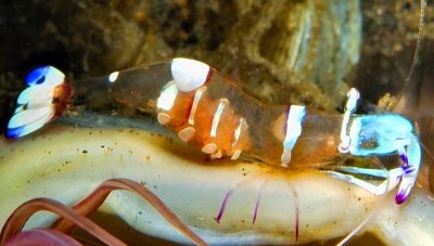 Cleaner Shrimp, 'Ancylomenes magnificus' With Eggs