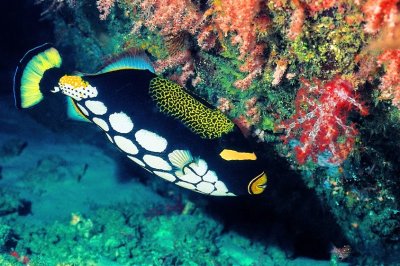 Clown Triggerfish in Soft Corals Cave