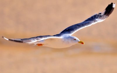 European Herring Gull, 'Larus argentatus'