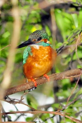 Kingfisher On Tree