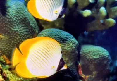 A Panda Butterflyfish Couple In The Corals', Chaetodon adiergastos'