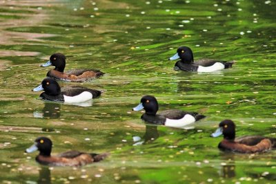 Tufed Ducks In Formation