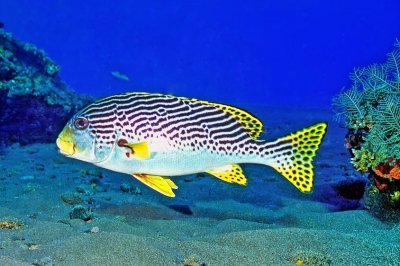 Diagonal-Banded Sweetlips OnTheSand