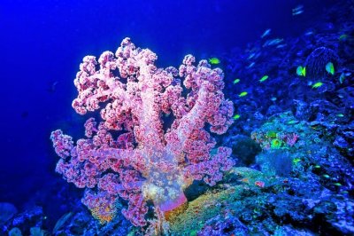 Purple Soft  Coral