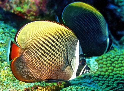 Collare Butterflyfish, 'Chaetodon collare'