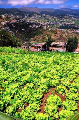 Lettuce Plantation