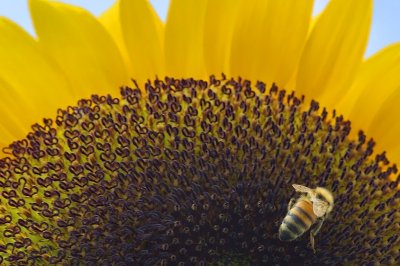 Sunflower Bee