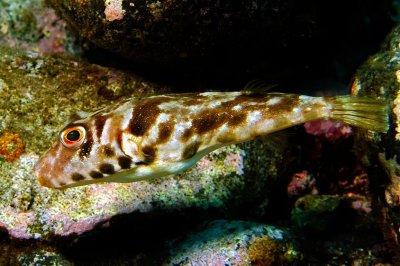 Guinean Pufferfish  'Sphoeroides marmoratus' 