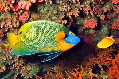Fish On A Coral Crevice 