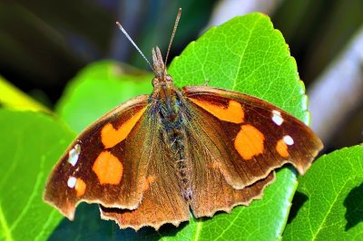 Autumn Moth