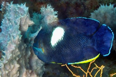 Keyhole Angelfish 'Centropyge tibicen'  