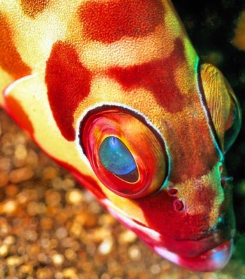 Blacktip Grouper's Eyes, 'Epinephelus fasciatus'