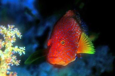 Jewel Grouper On Cave, Behind Soft Corals 