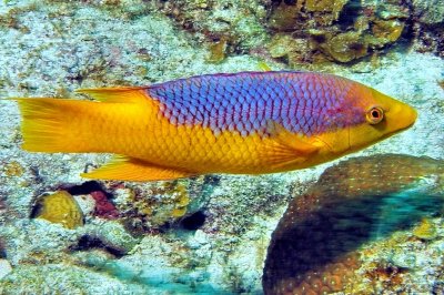 Spanish Hogfish 'Bodianus rufus'