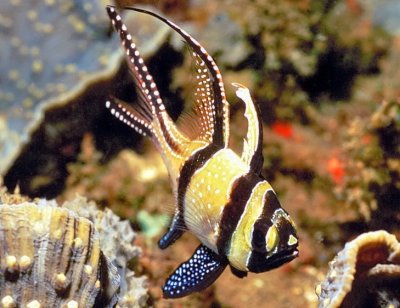 Banggai Cardinalfish 'Pterapogon kauderni'