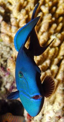 Redtoothed Triggerfish, 'Odonus niger', Close 