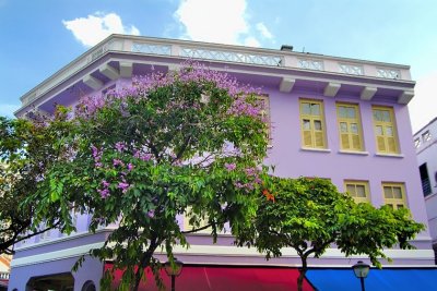 Purple House And Tree Flowers 