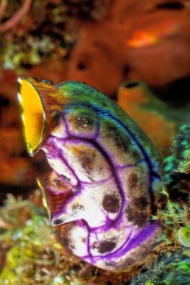 Colourful Tunicate: Gold-Mouth Sea Squirt, 'Polycarpa aurata' 