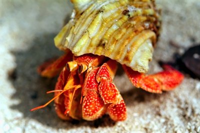 Land Hermit Crab 