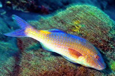 Goatfish In Movement