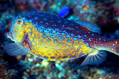 Bluespotted Boxfish 'Ostracion immaculatus' 