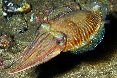 Dynamic Cuttlefish  