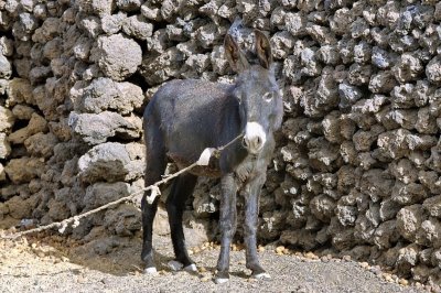 Camouflaged Donkey