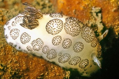 Nudibranch 'Jorunna funebris'