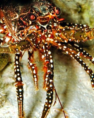 Spotted Spiny Lobsters Eyes 
