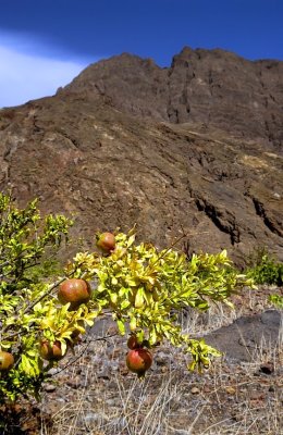 Pomegranates, The Volcano Apples