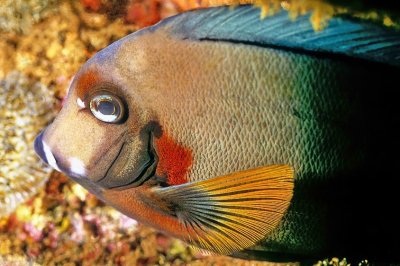 Chocolate Surgeonfish 'Acanthurus pyroferus' Sleeping