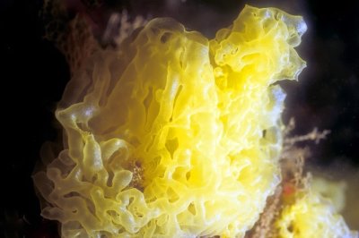 Yellow Tubular Sponges