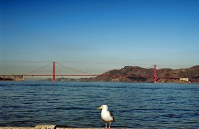 Seagull With Golden Gate View