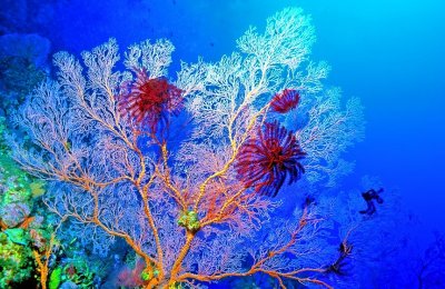 Pink Gorgonian With Crinoids 