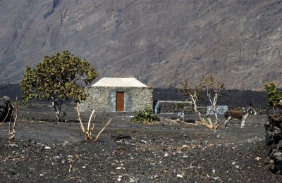The House, The Fig Tree, The Donkey: A Cabo Verde Scene, Or Is It Rather Portuguese?