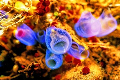 Purple Tunicates