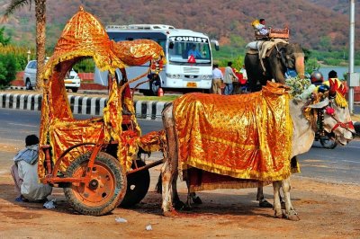 The Wedding Ox Cart, Waiting