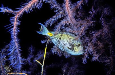 Razorfish Inside Black Coral 
