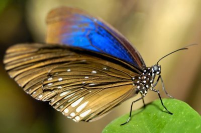 Blue Winged Butterfly