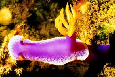 Just a Nudibranch 