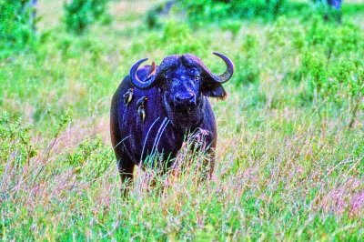 The Buffalo With Many Birds 