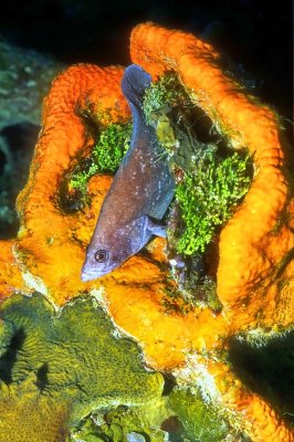 A Greater Soapfish, At Night