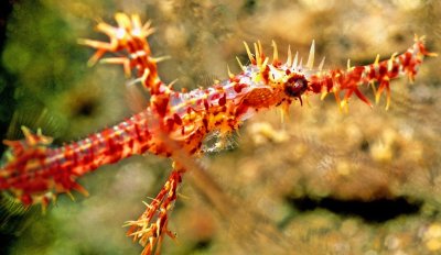 Young Ghost Pipefish